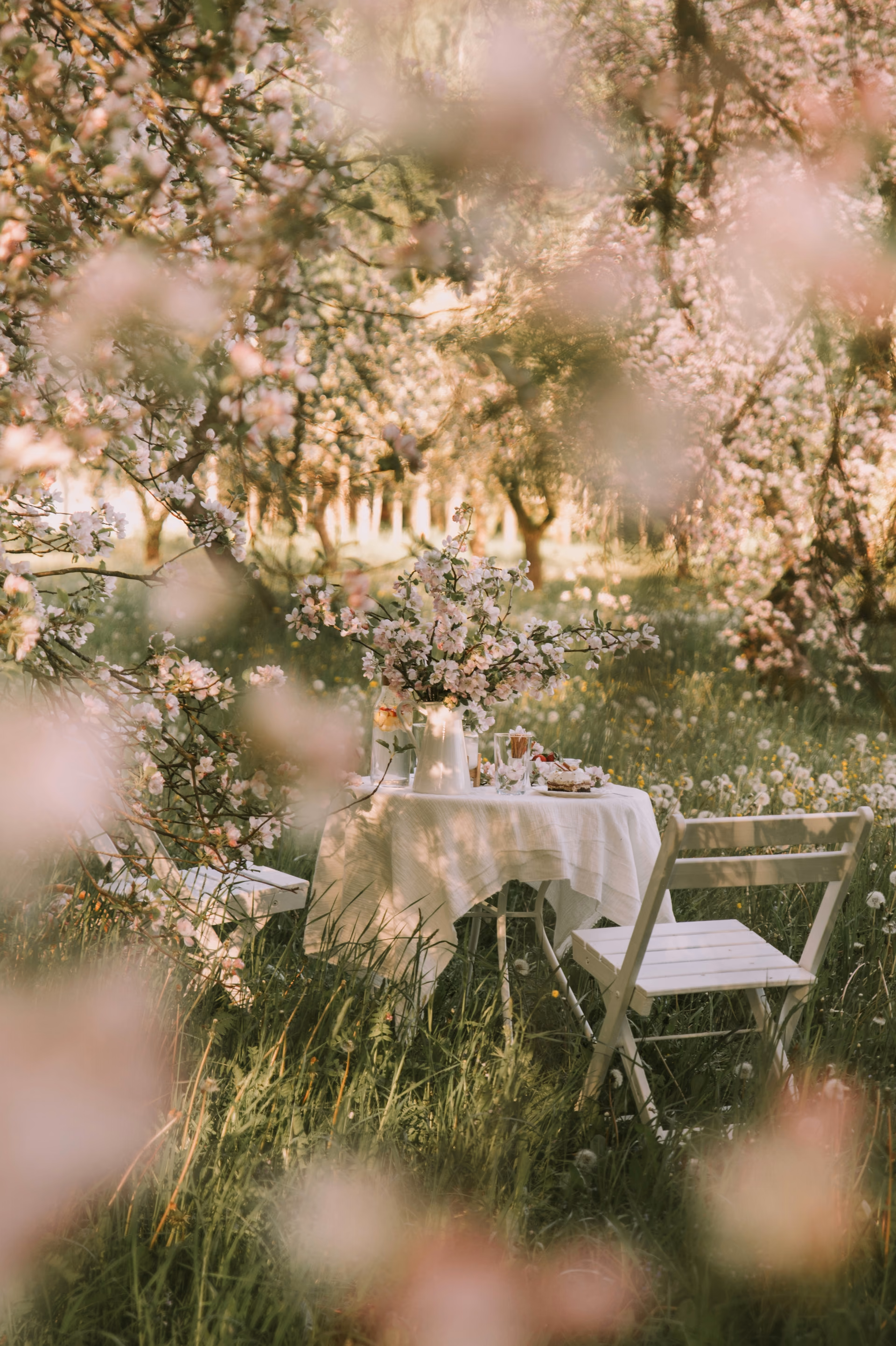 Le couvert du matin, sous les pommiers en fleurs du verger. The morning's table, set beneath the orchard's blossoming apple trees.