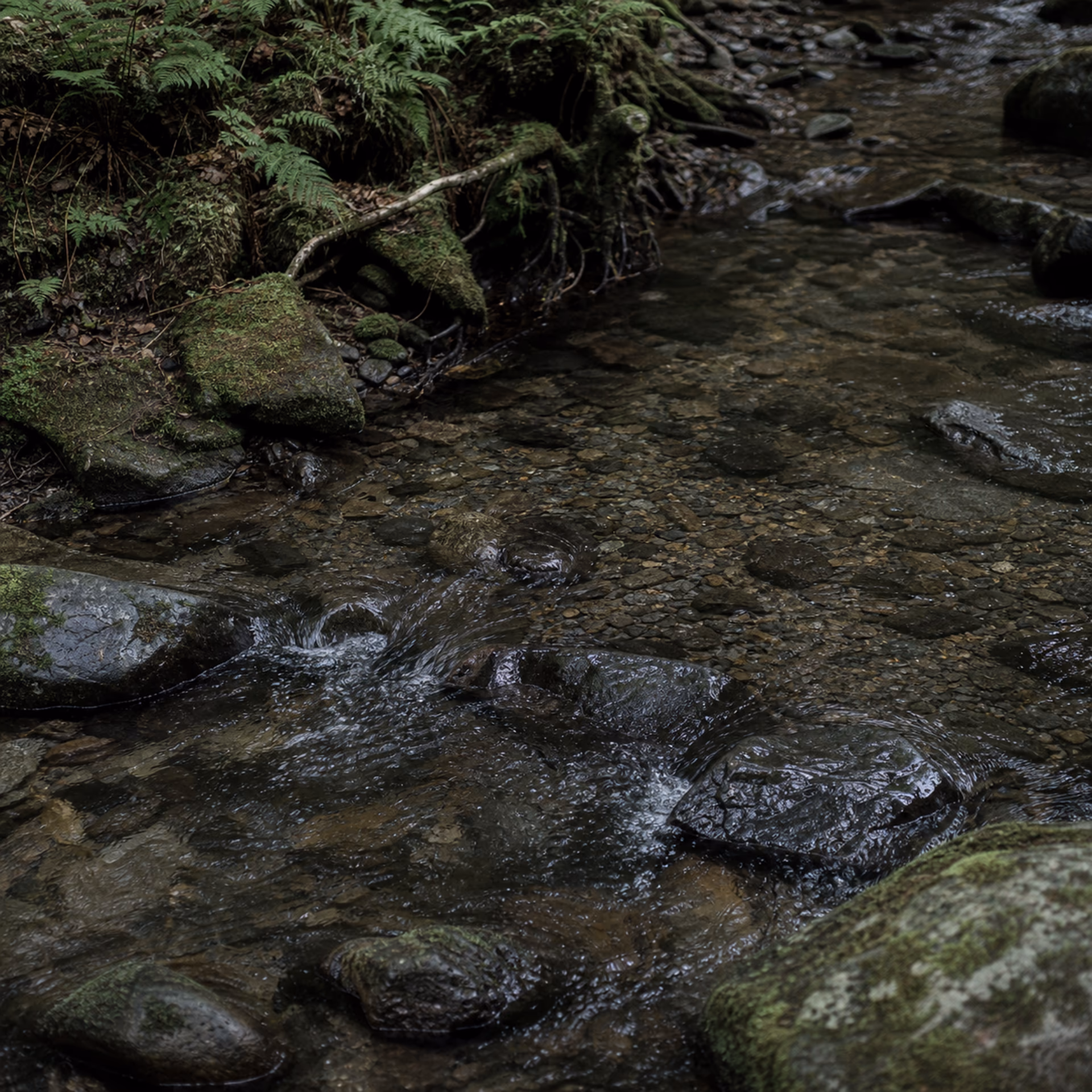 Shallow Catskills creek crossing dark stones beneath ferns