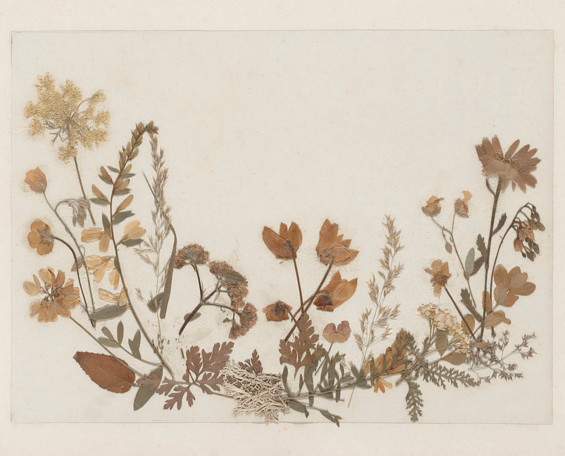 Pressed wildflowers of the alpine meadow, mounted and labelled: a specimen plate, decades settled into ecru paper.